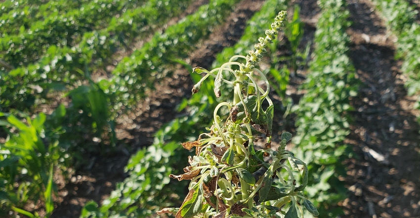 swfp-shelley-huguley-weeds.jpg swfp-shelley-huguley-weeds.jpg