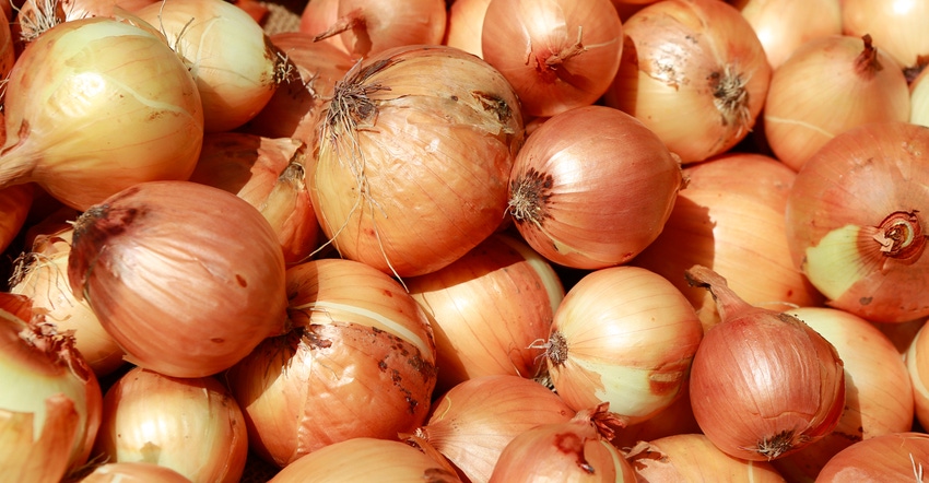 pile of yellow onions pile of yellow onions