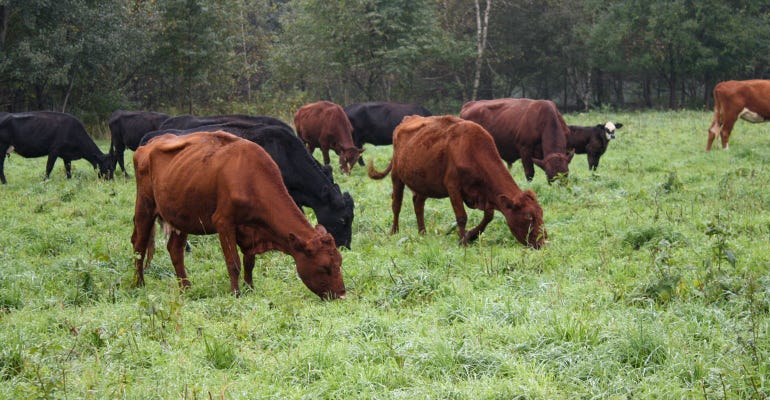 Cattle feed in grass pasture