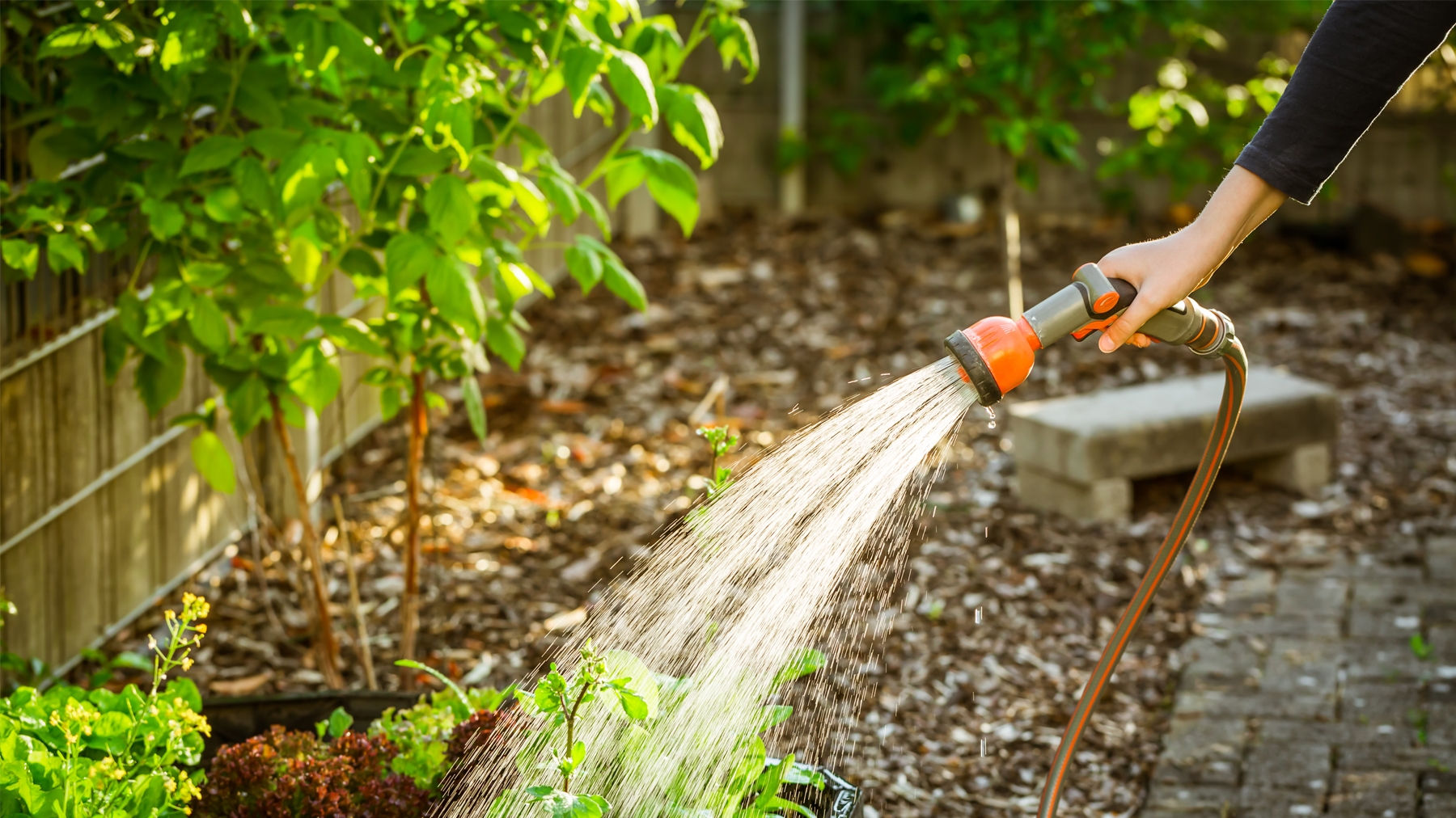 Tips for watering your garden, fruit trees
