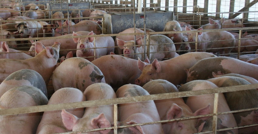 pigs in pens