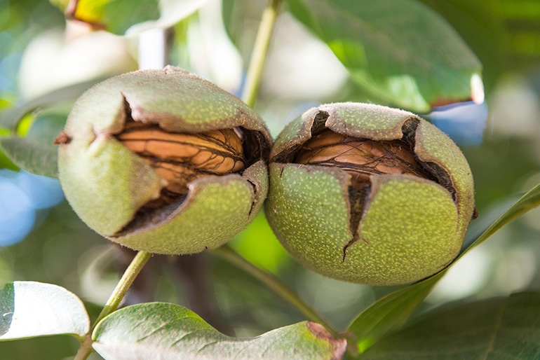 TNFP0416-CalWalnuts-walnuts-recovery2_BT_Edits.jpg