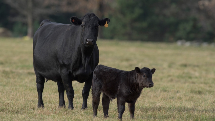 Black Angus cow with calf