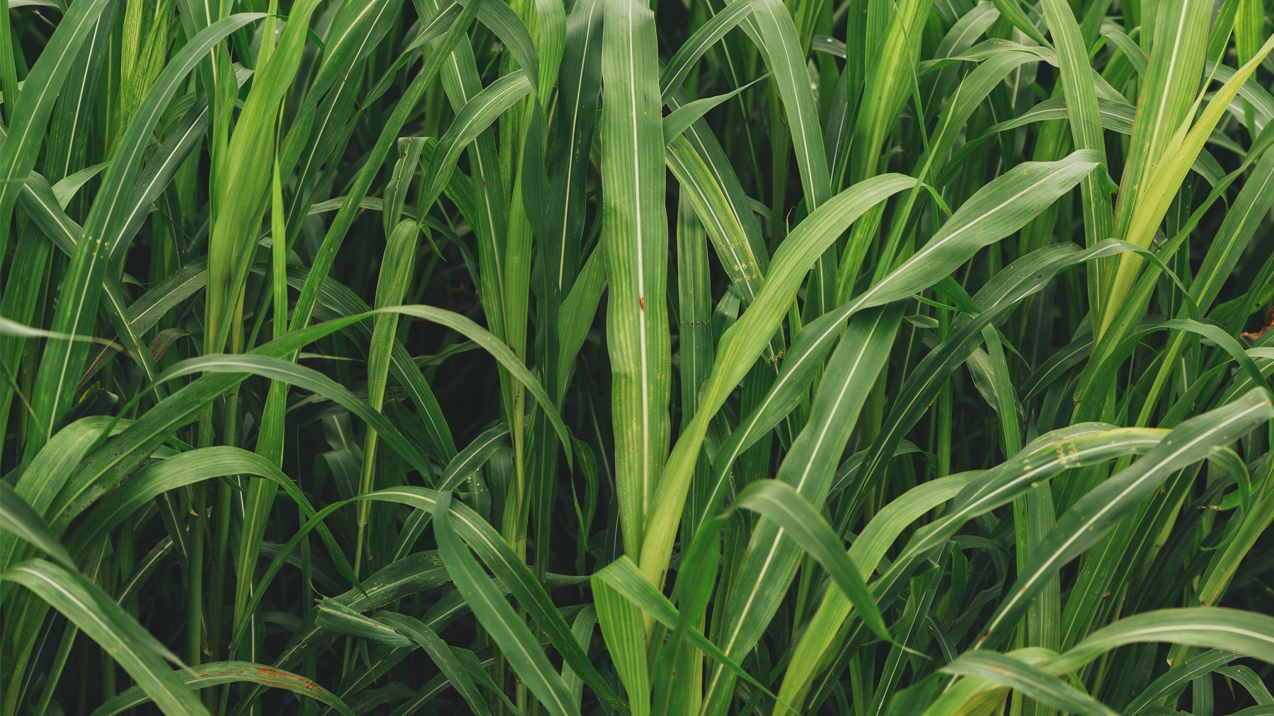 Fast facts for grazing sudangrass
