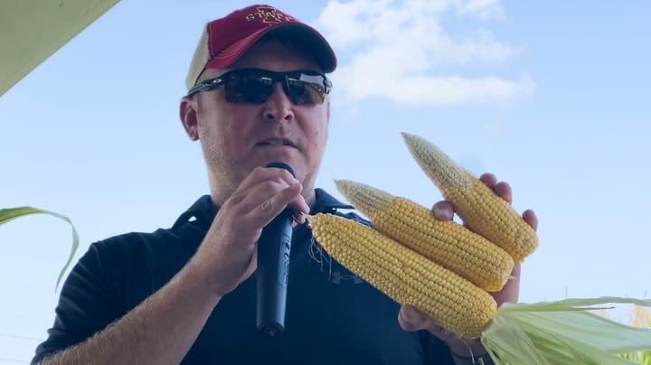 Harvest nitrogen-zapped cornfields first this fall