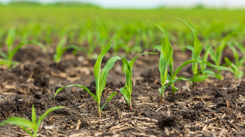 Close-up of corn plants, about 3 inches tall 