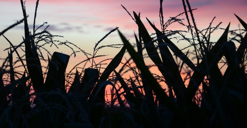 silhouettes of cornstalks against sunset