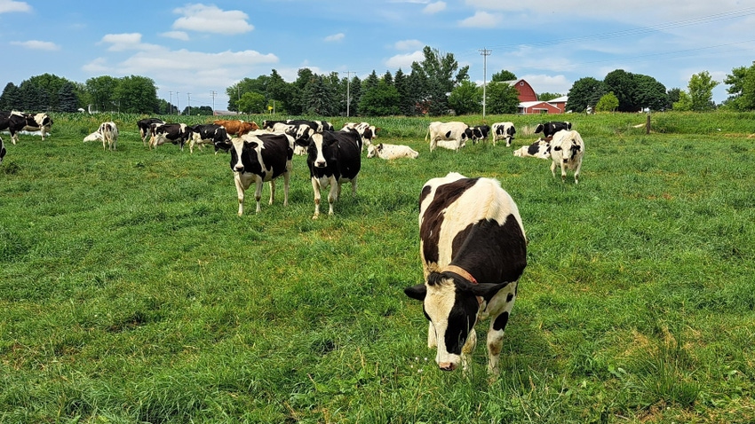 Dairy cows in field