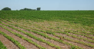 A field damaged by soybean cyst nematodes 