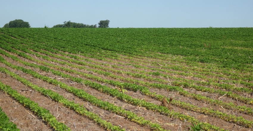 A field damaged by soybean cyst nematodes 