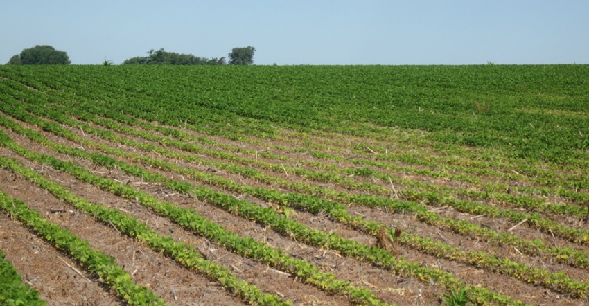 A field damaged by soybean cyst nematodes A field damaged by soybean cyst nematodes