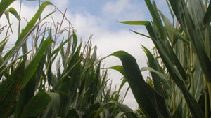 closeup of cornstalks
