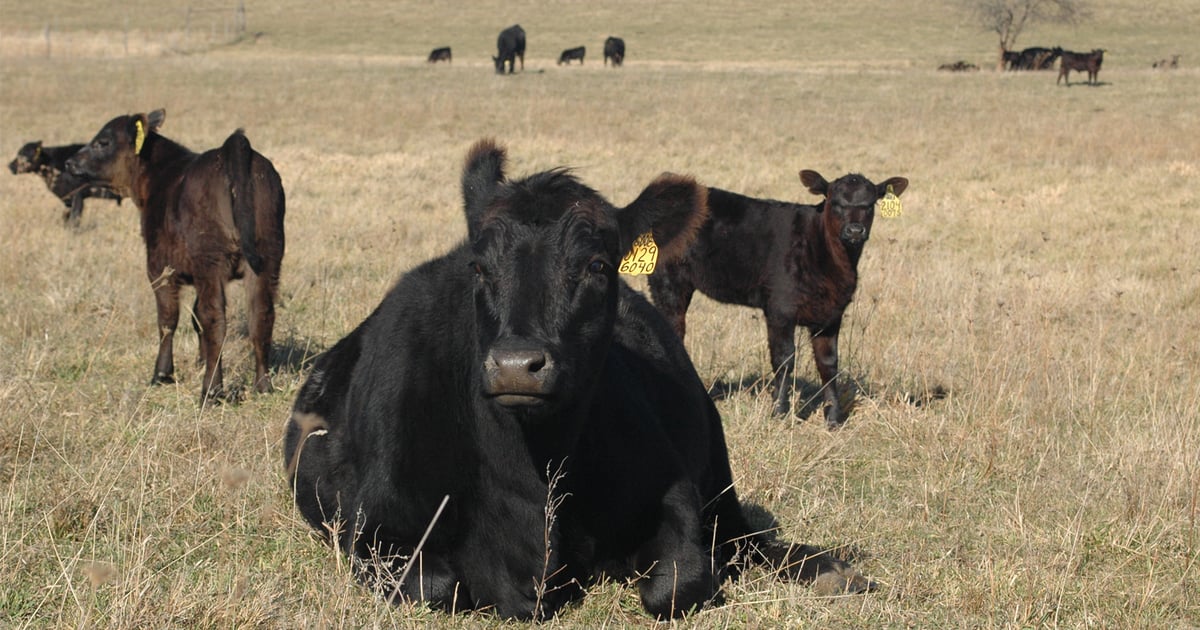 Cornbelt CowCalf Conference tackles hot issues