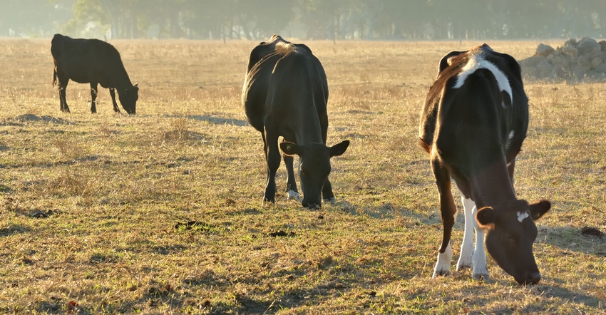 Three cattle grazing in dry pasture with trees behind Three cattle grazing in dry pasture with trees behind