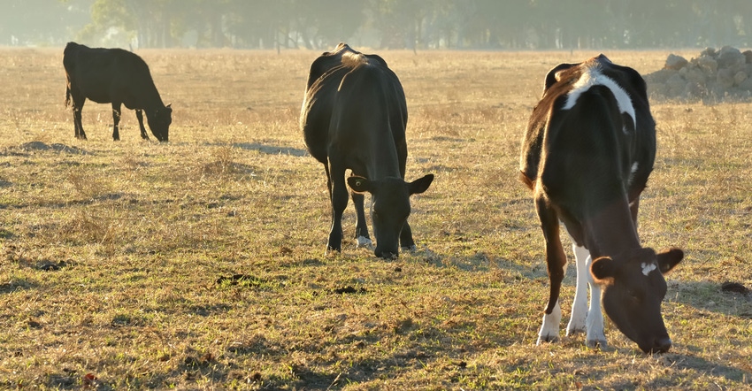 Three cattle grazing in dry pasture with trees behind