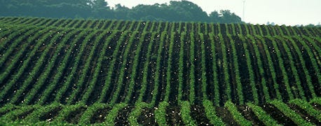 north_dk_farmers_plant_record_number_corn_soybean_acres_1_635010980538337325.jpg