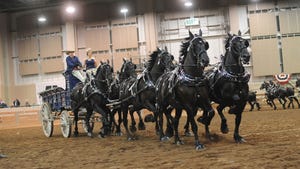 Black horses in a show ring pulling a carriage with two people