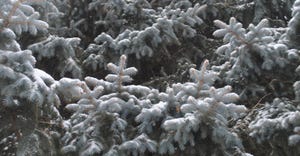 Colorado blue spruce covered in snow