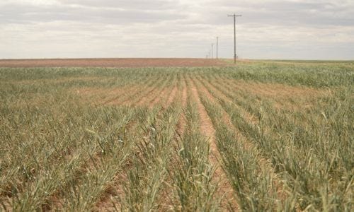 tour_sees_impact_drought_winter_wheat_crop_2_635346578498028104.jpg