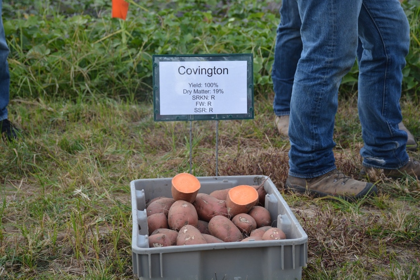 John_Hart_Farm_Press_Sweetpotato_Covington.jpg John_Hart_Farm_Press_Sweetpotato_Covington.jpg