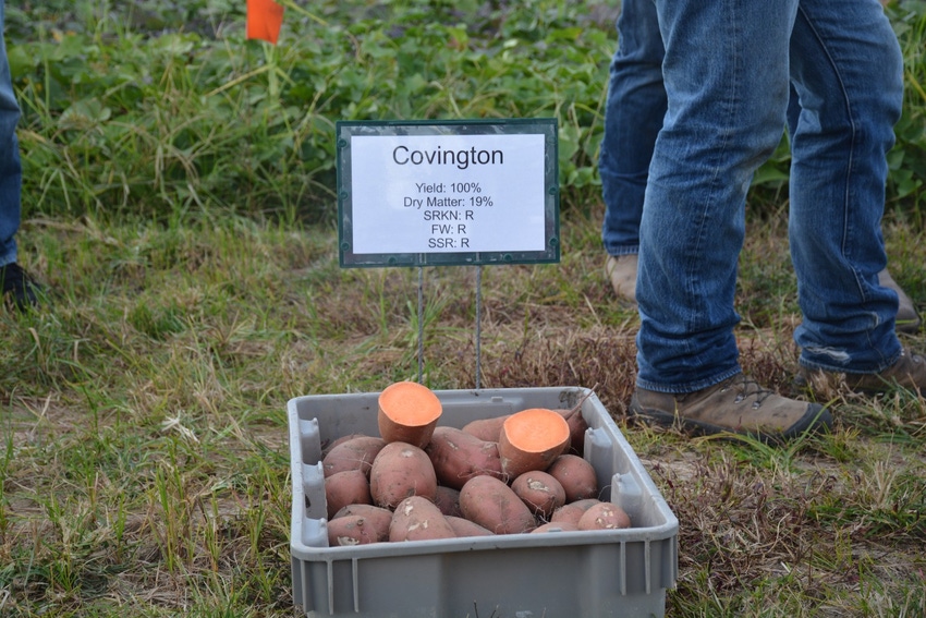 John_Hart_Farm_Press_Sweetpotato_Covington.jpg