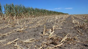 A cornfield with damaged rows