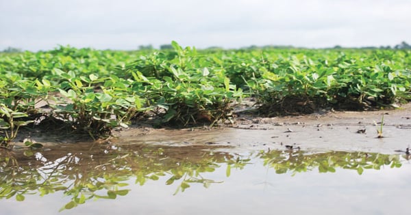Record rainfall leaves lasting footprint on Southeast agriculture