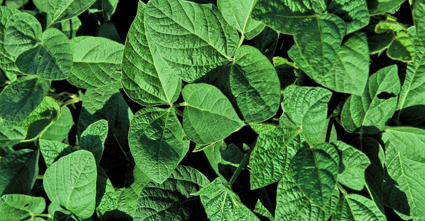Effects of Fall Tillage on Soybean White Mold and Sudden Death