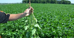hand holding soybean plant with soybean field in background
