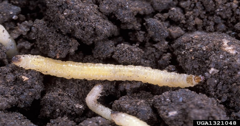 How Western Corn Rootworm Resists Crop Rotation