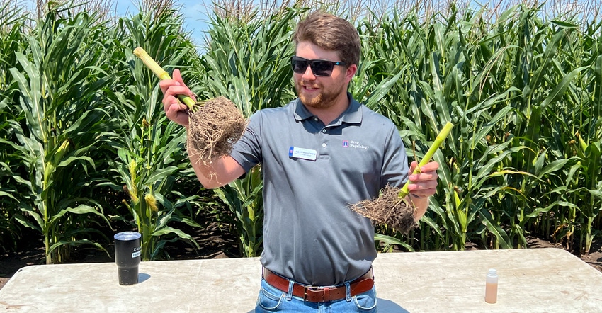 Logan Woodward shows the difference in root size for a corn plant at 30-inch rows and 30,000 and 35,000 population
