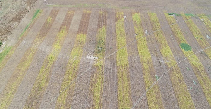 aerial view of soybean field taken by UAV