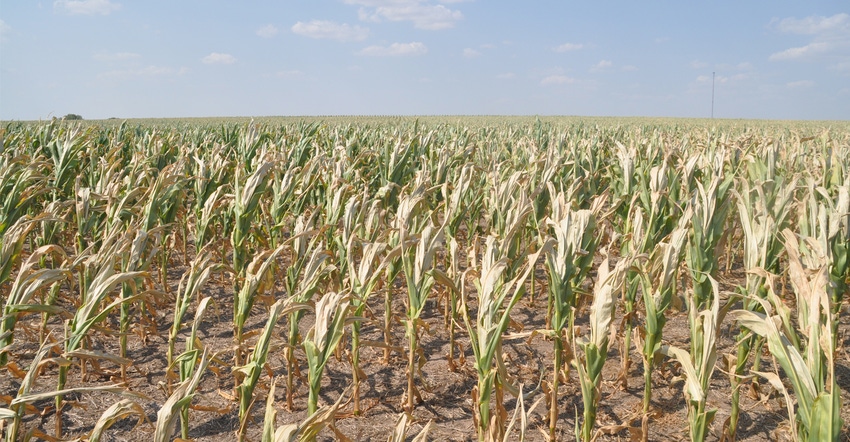 A drought stricken corn field taken in May of 2012, one of the worst Kansas droughts in recent memory.