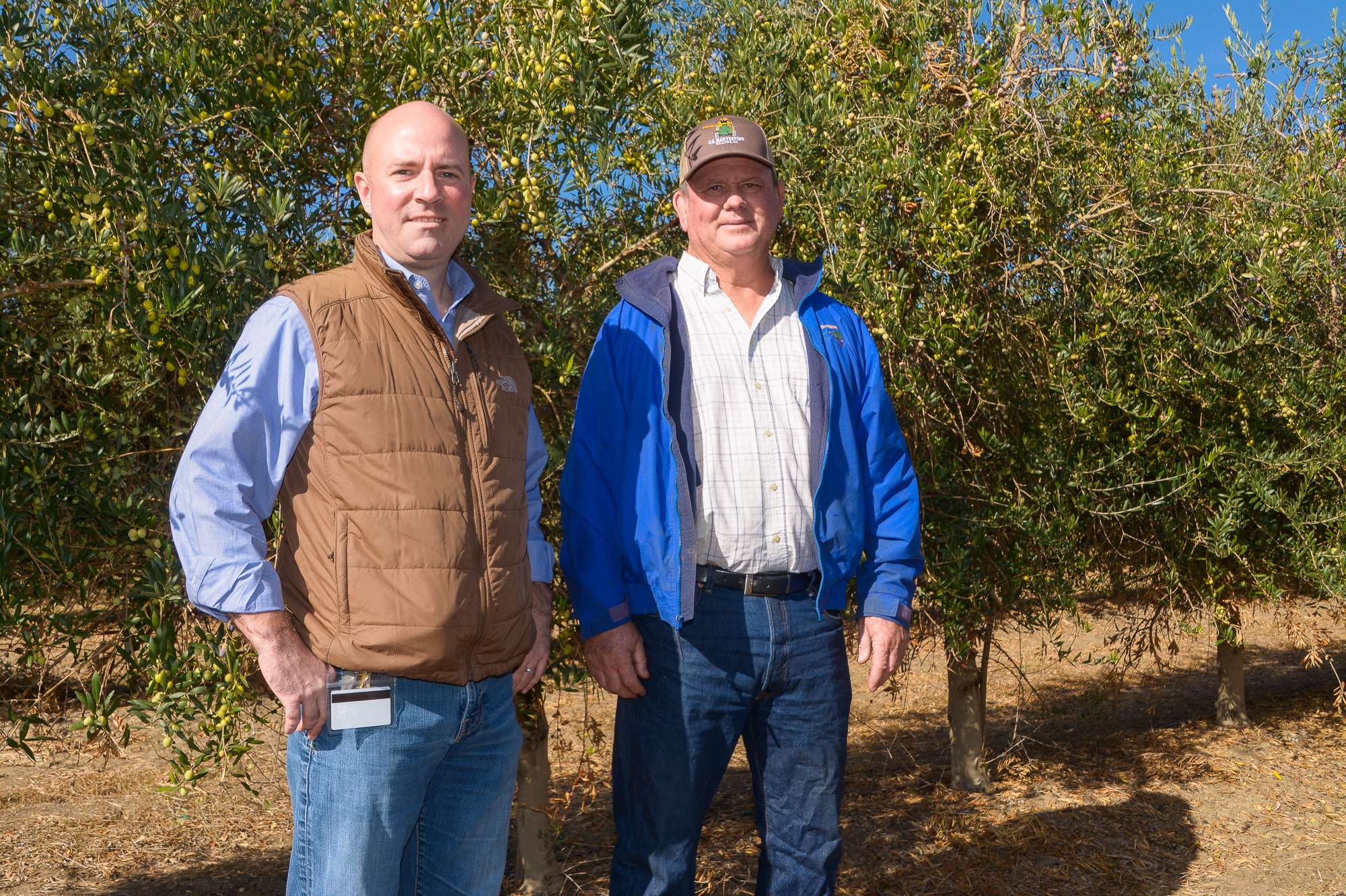 California is ripe for more olives grown for oil.