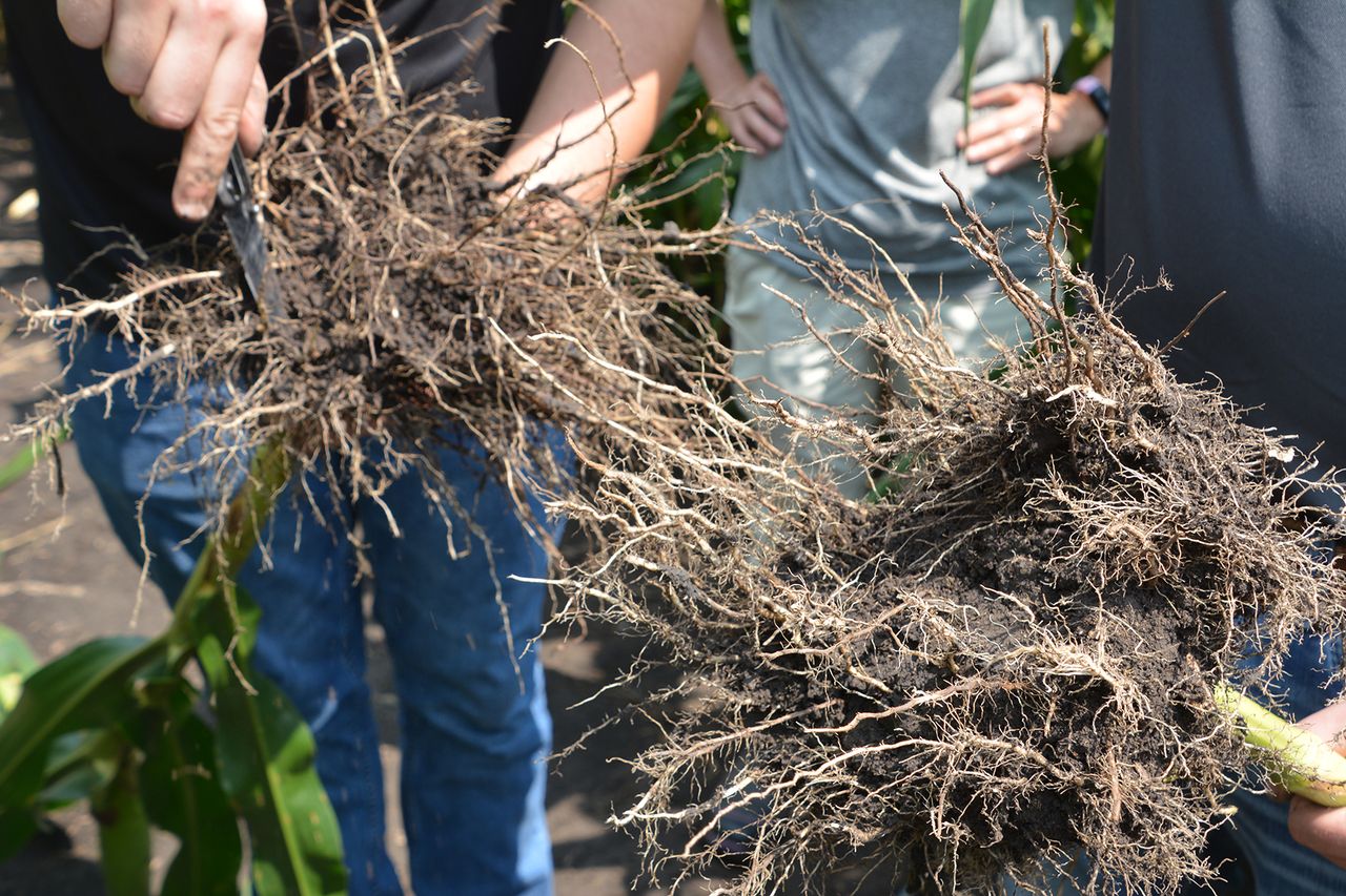Colza Roots Not all corn roots are created equal