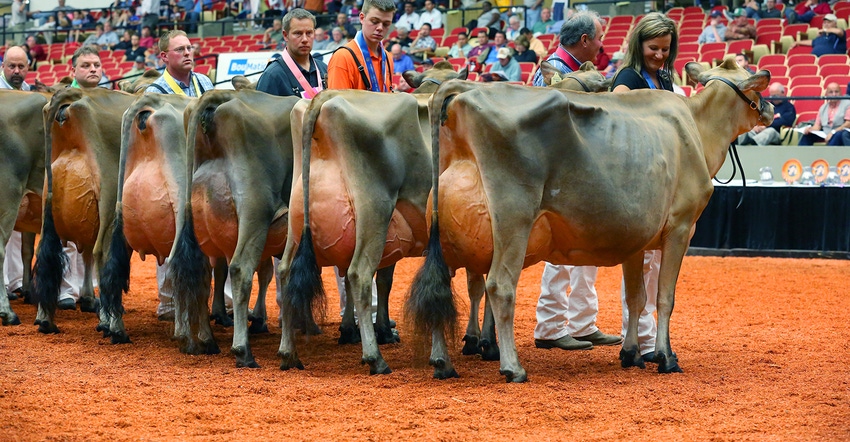 dairy cows in the show ring