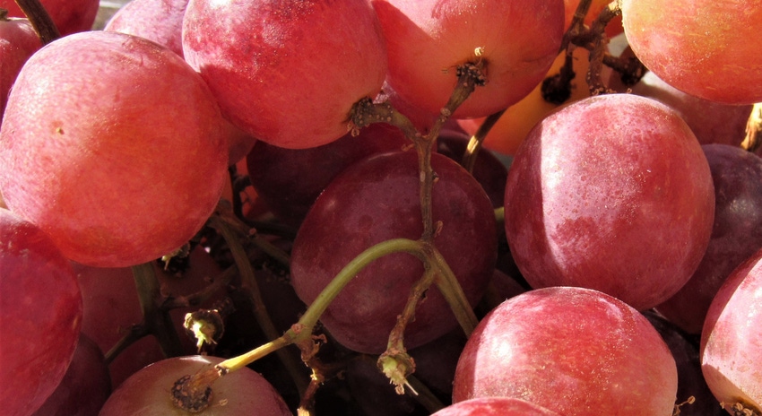 GL0528-tim-hearden-viticulture-research.JPG GL0528-tim-hearden-viticulture-research.JPG