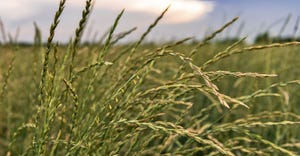 closeup of intermediate wheatgrass perennial Kernza 