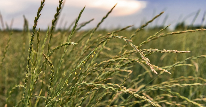 closeup of intermediate wheatgrass perennial Kernza closeup of intermediate wheatgrass perennial Kernza
