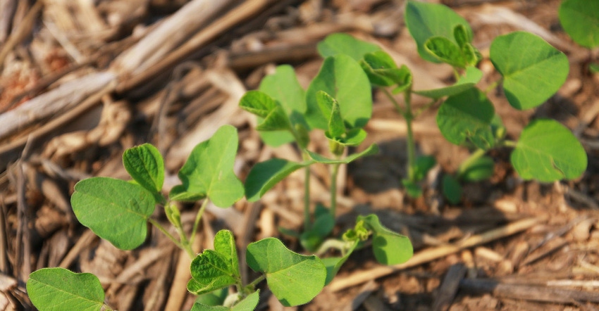 soybeans in no-till field in Iowa