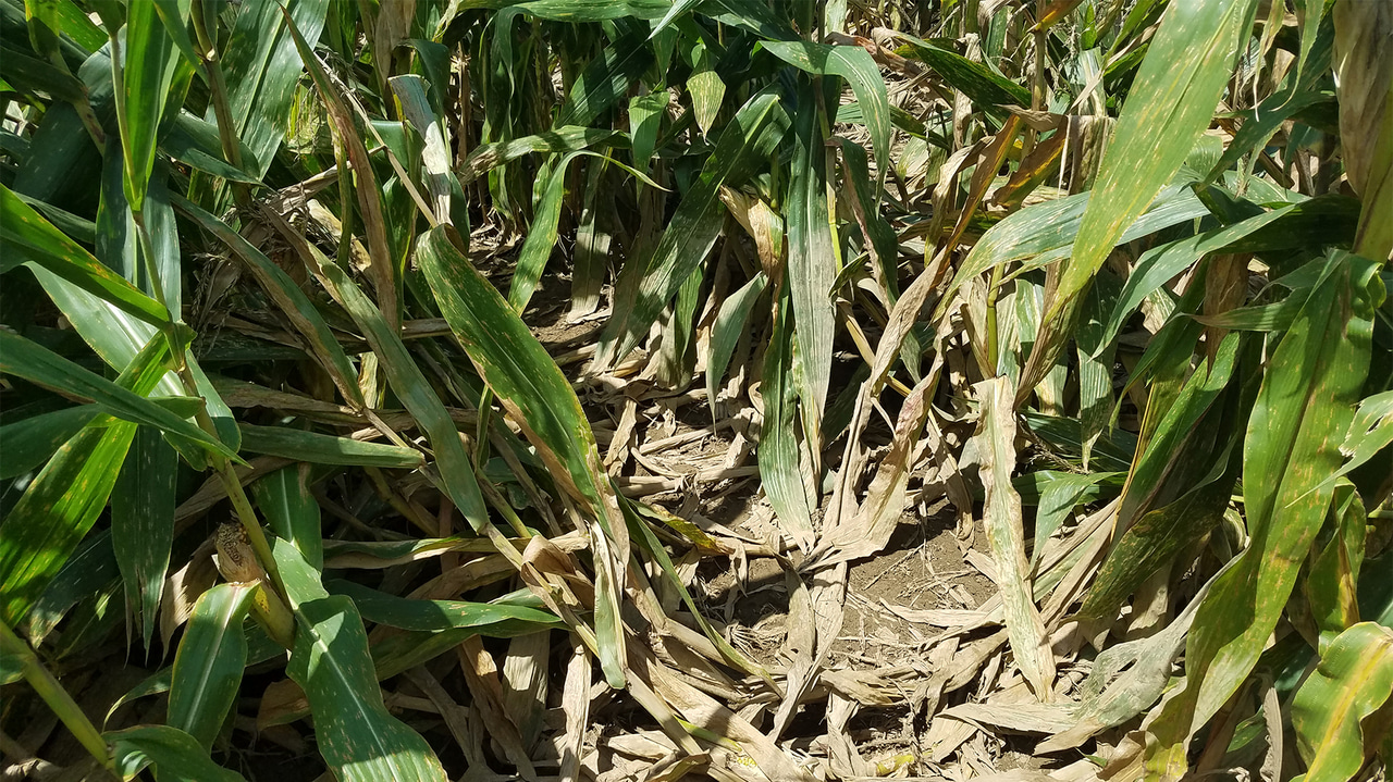 New ways to battle corn rootworm in the works