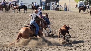 riders roping a cow