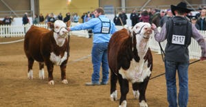 Exhibitors at work in the supreme beef competition at the Pennsylvania Farm Show