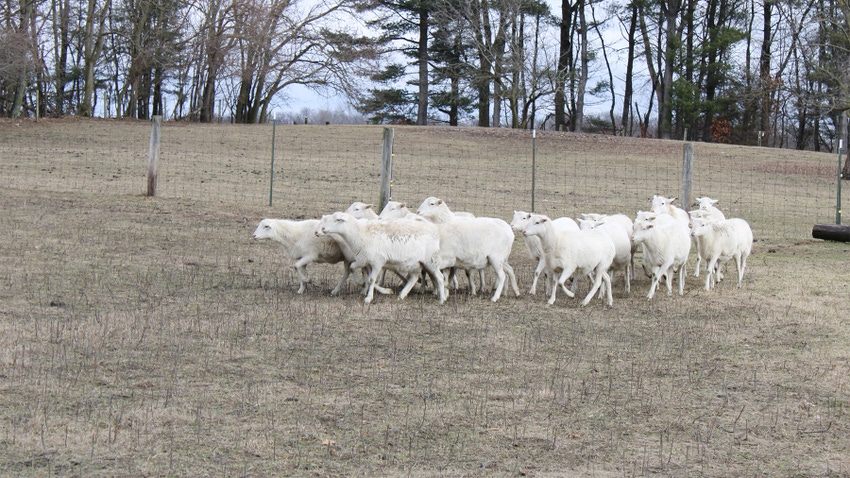 A herd of St. Croix sheep in a pasture