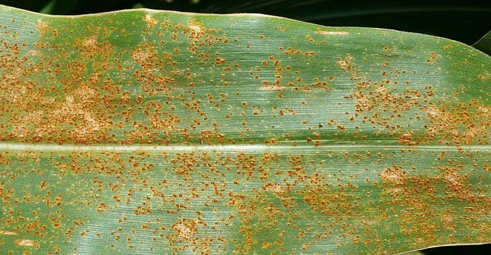 Southern rust on corn leaf