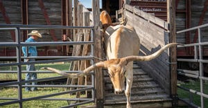 Longhorns coming out of barn