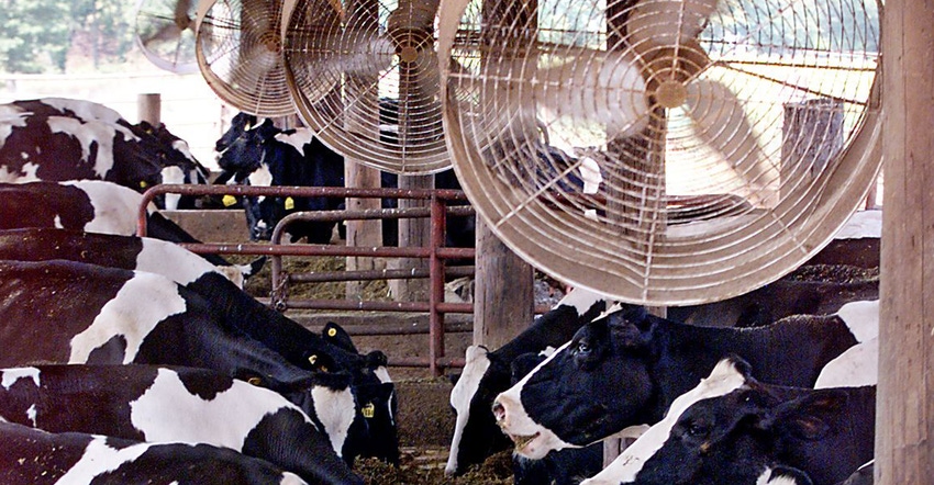 fans cooling cows in barn