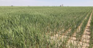 A wheat field on the border of Greeley County is showing signs of drought stress. 