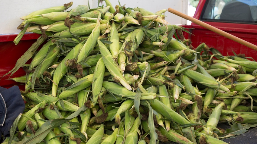 Sweet corn for sale at farmers market