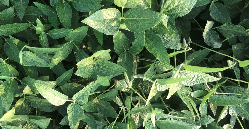 soybean plants